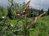 Salix jenisseensis. Часть молодого побега с растущими листьями. Красноярский край, парк \"Ергаки\", урочище \"Полка\", старая насыпь грунта в субальпийском редколесье. 18.07.2016.