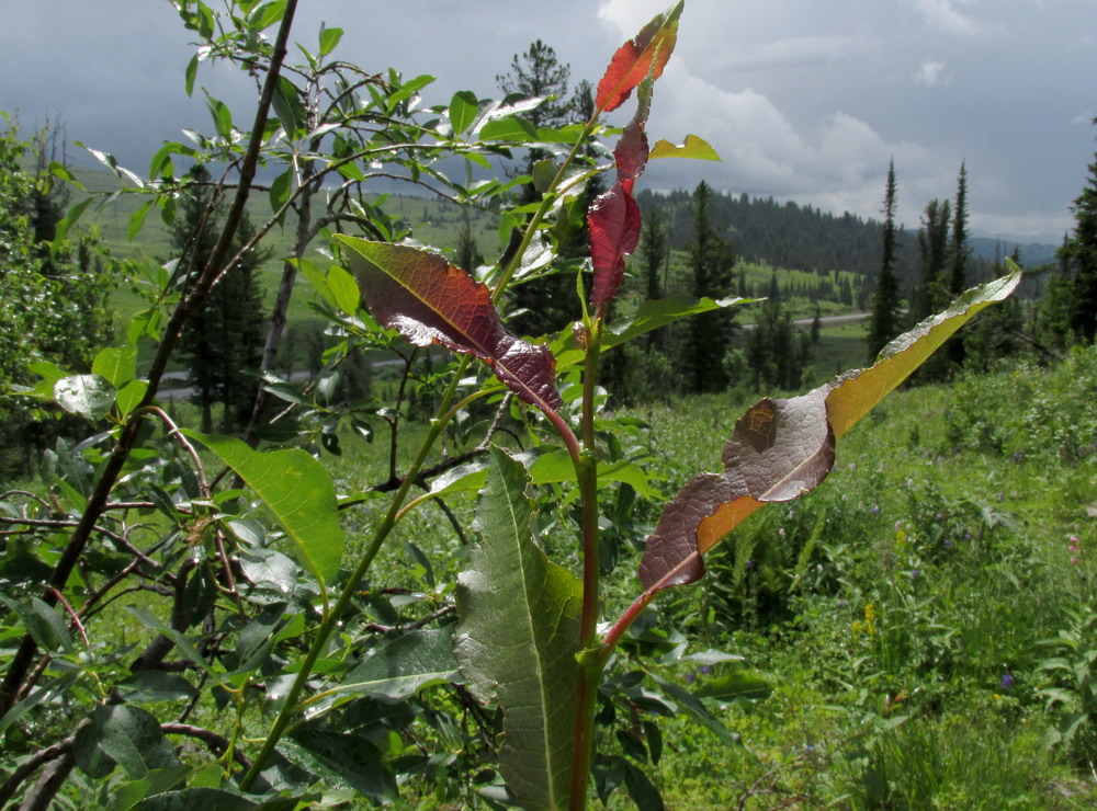 Image of Salix jenisseensis specimen.