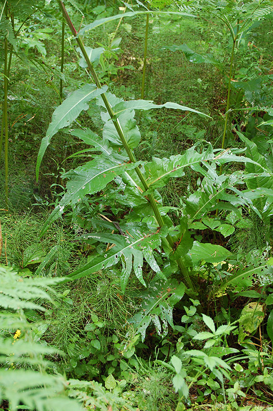 Image of Cirsium heterophyllum specimen.