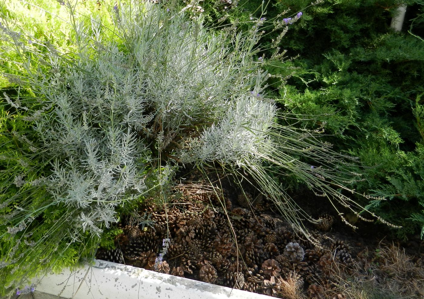 Image of Lavandula angustifolia specimen.