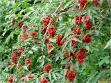 Sambucus racemosa