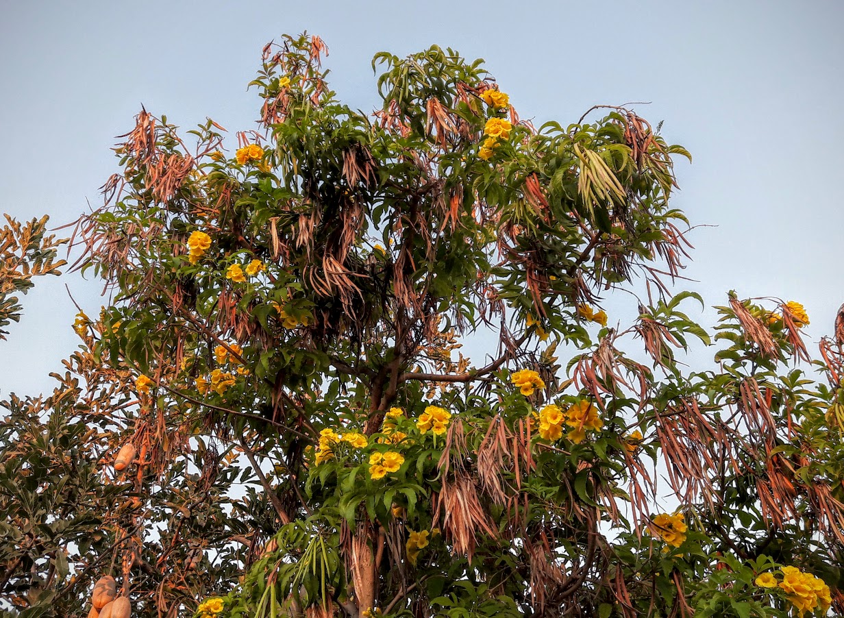 Image of Tecoma castanifolia specimen.