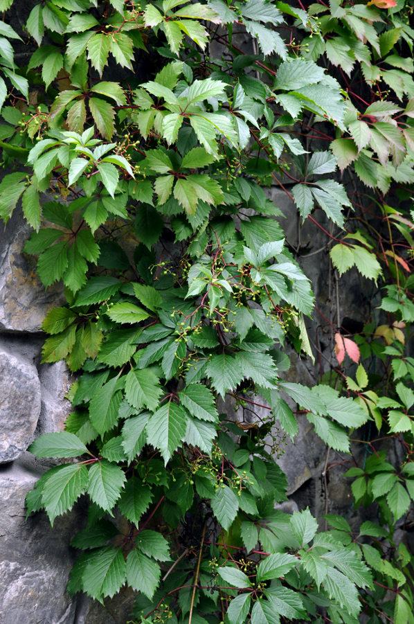 Image of Parthenocissus quinquefolia specimen.