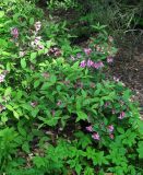 Weigela praecox
