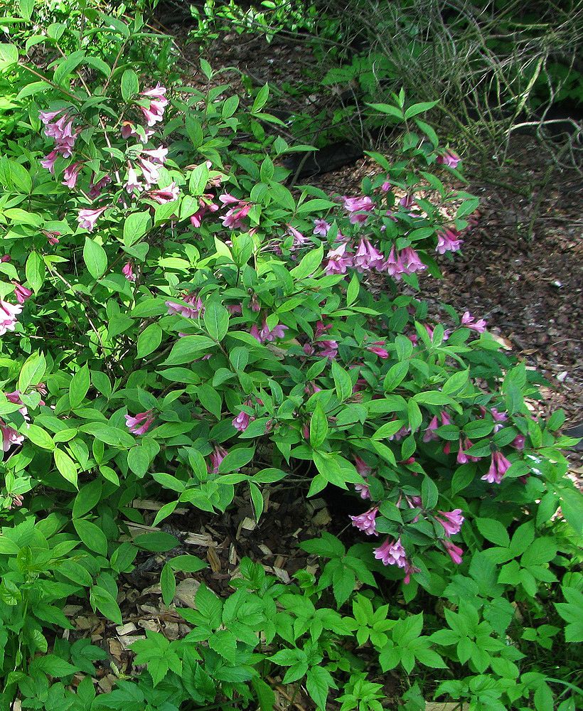 Image of Weigela praecox specimen.