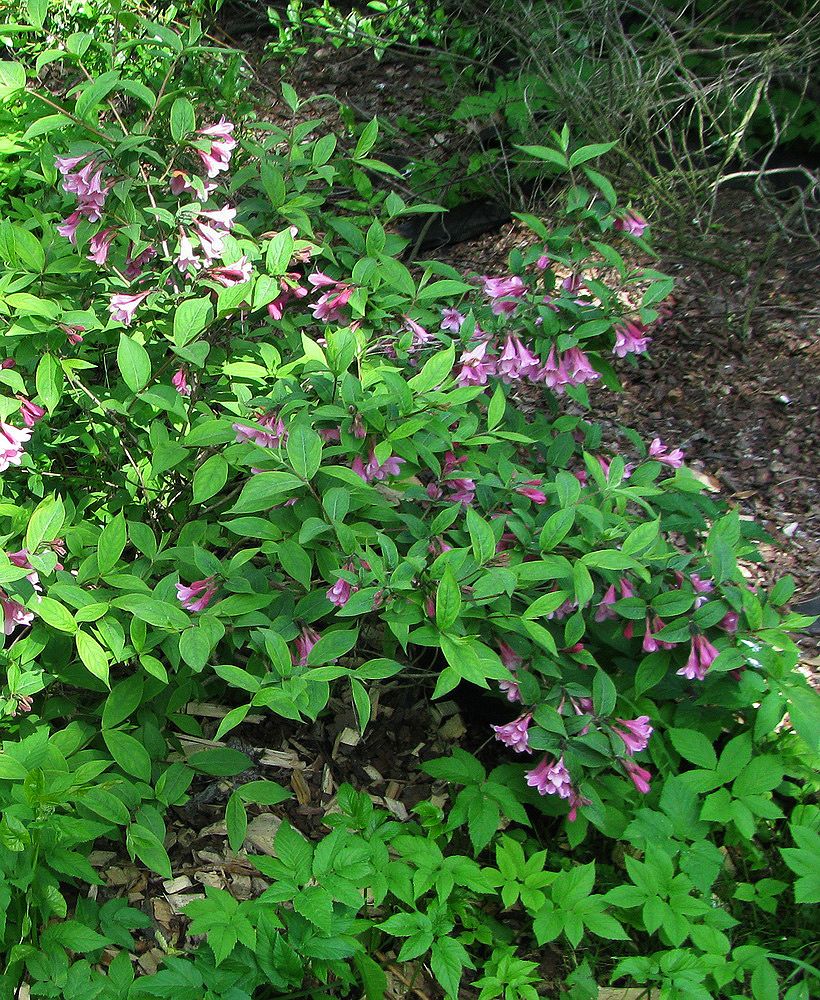 Изображение особи Weigela praecox.