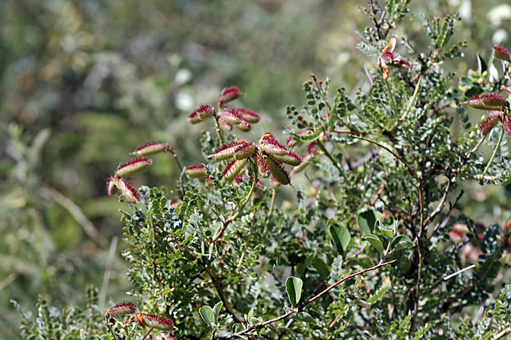 Изображение особи Calophaca tianschanica.