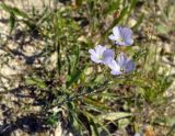 Linum hirsutum. Верхушка цветущего растения. Крым, Бахчисарайский р-н, Качинский каньон, осыпающийся сухой склон. 09.06.2016.