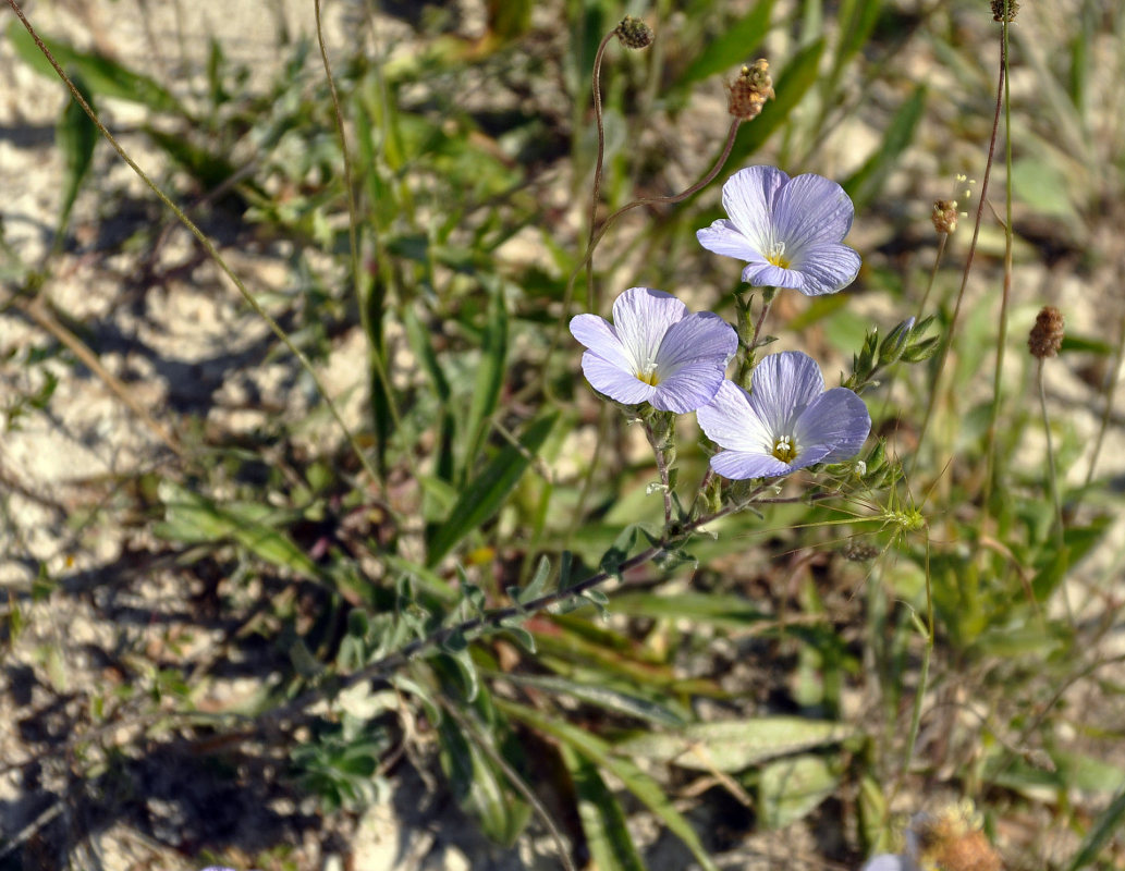 Image of Linum hirsutum specimen.