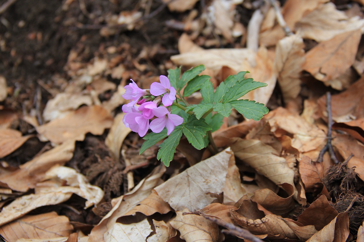 Image of Cardamine quinquefolia specimen.