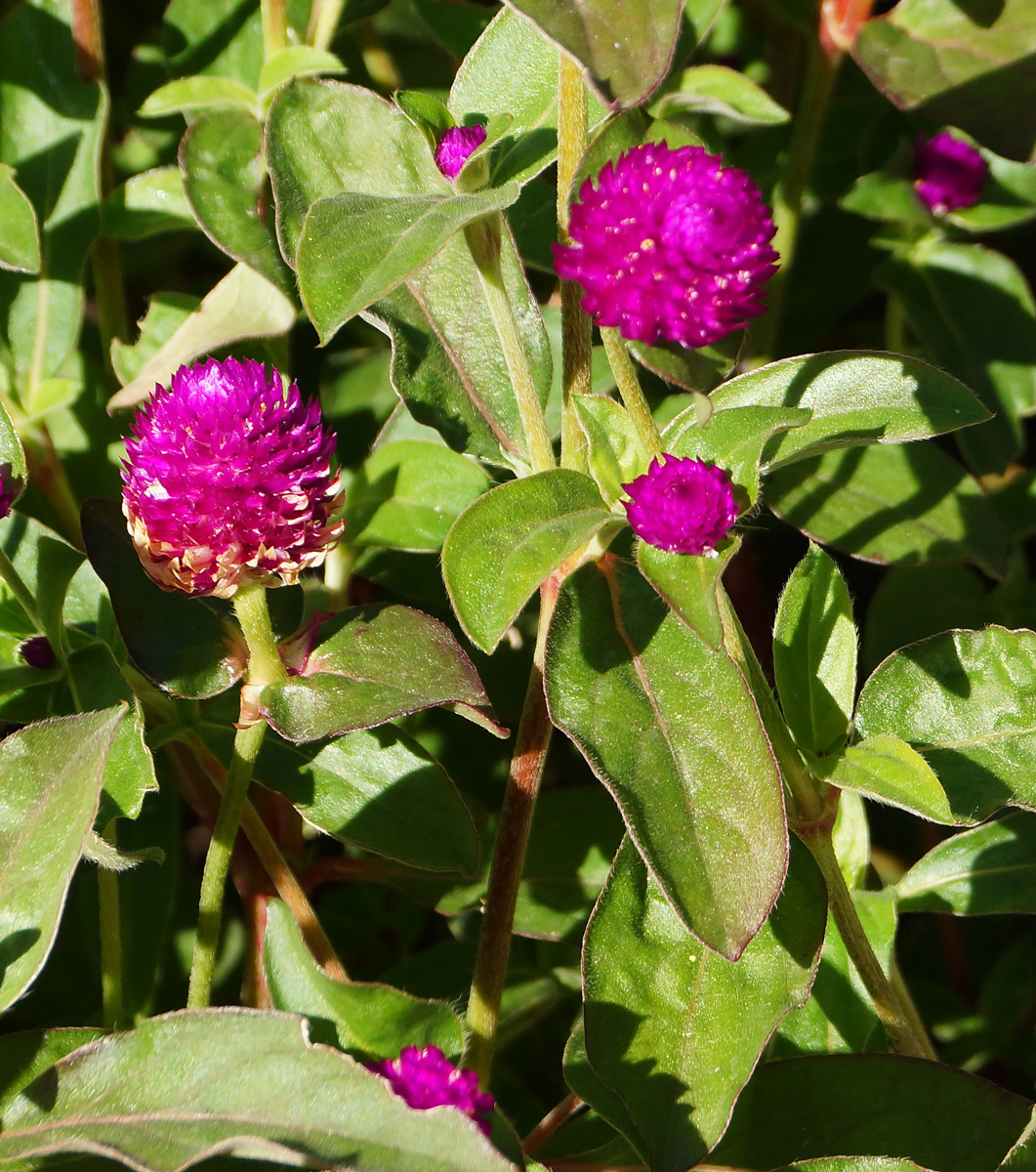 Image of Gomphrena globosa specimen.