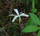 Iris ruthenica. Цветок. Иркутская обл., Шелеховский р-н, окр. с. Шаманка, лес. 11.06.2016.