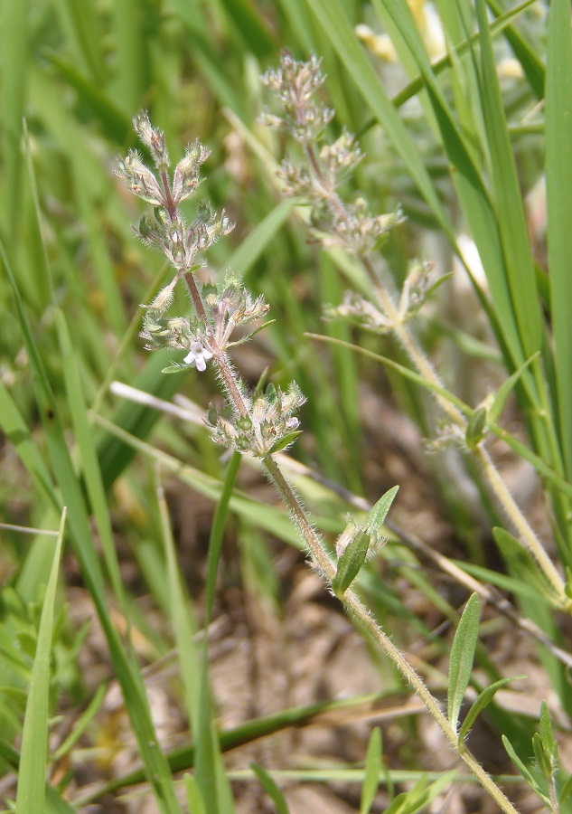 Image of Thymus marschallianus specimen.