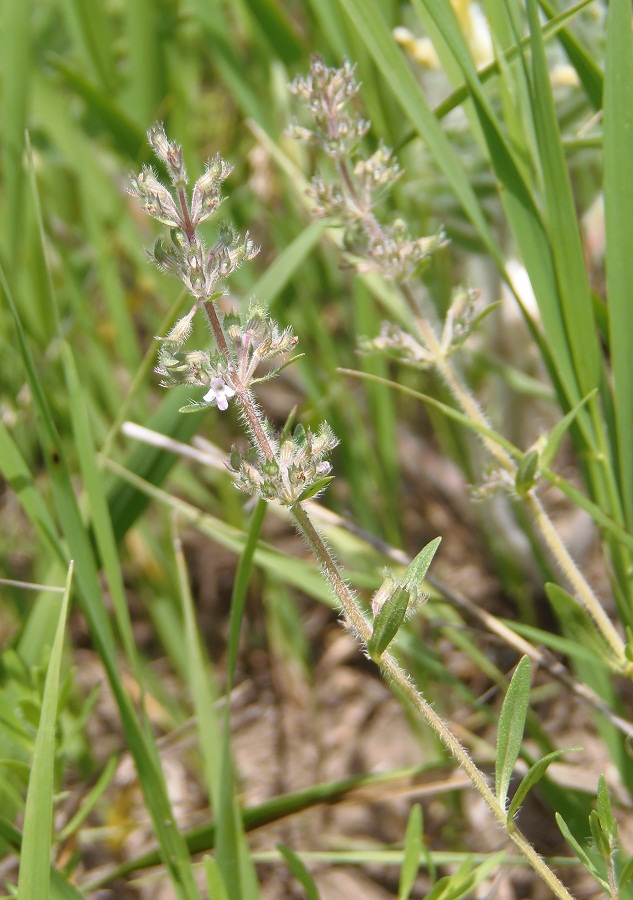 Изображение особи Thymus marschallianus.