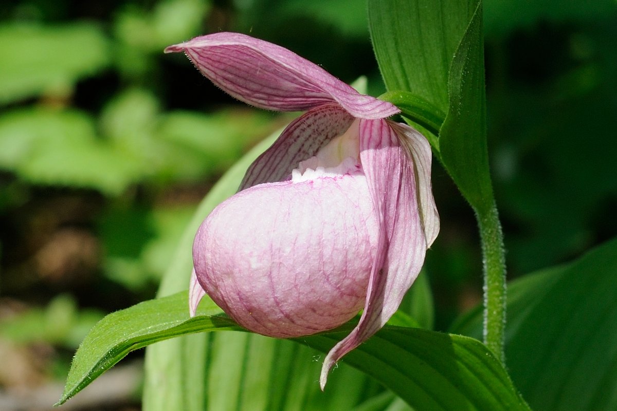 Image of Cypripedium macranthos specimen.