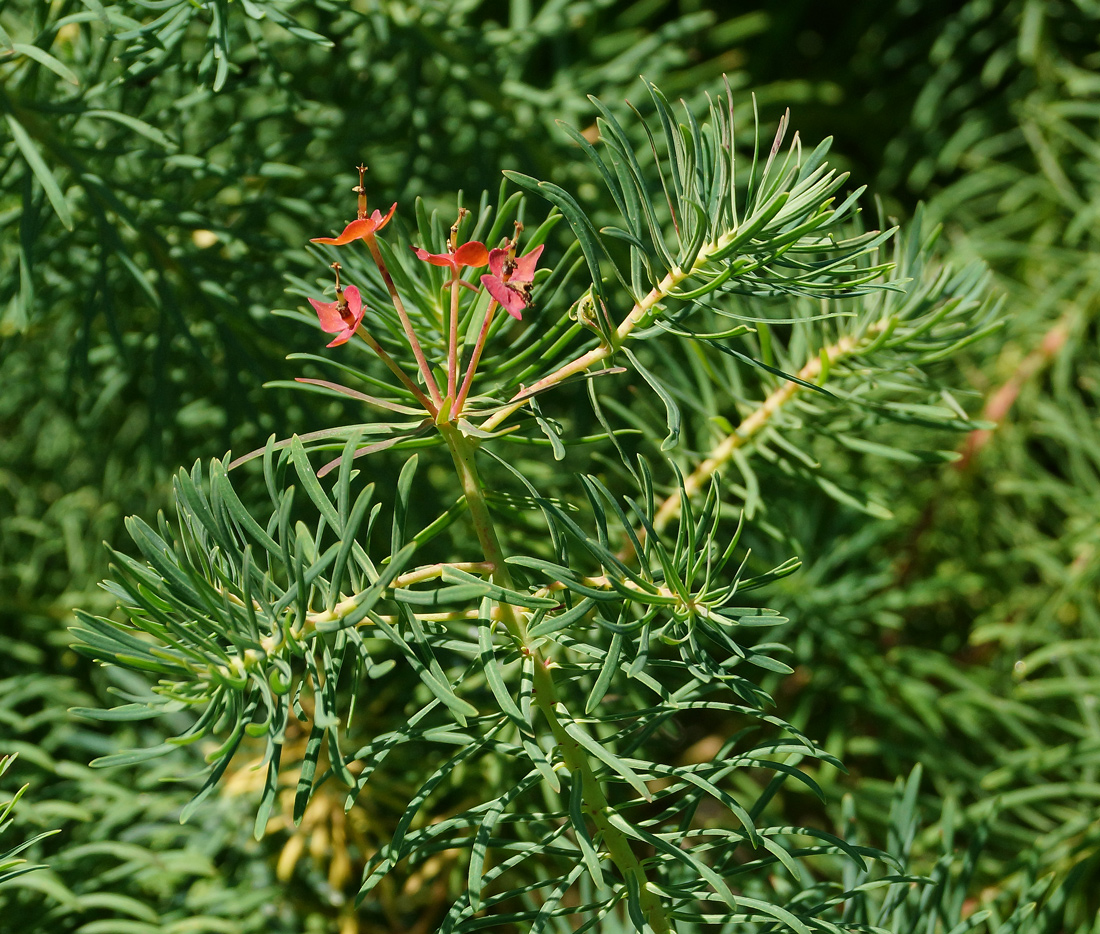 Изображение особи Euphorbia cyparissias.