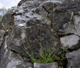 Silene flavescens ssp. thessalonica