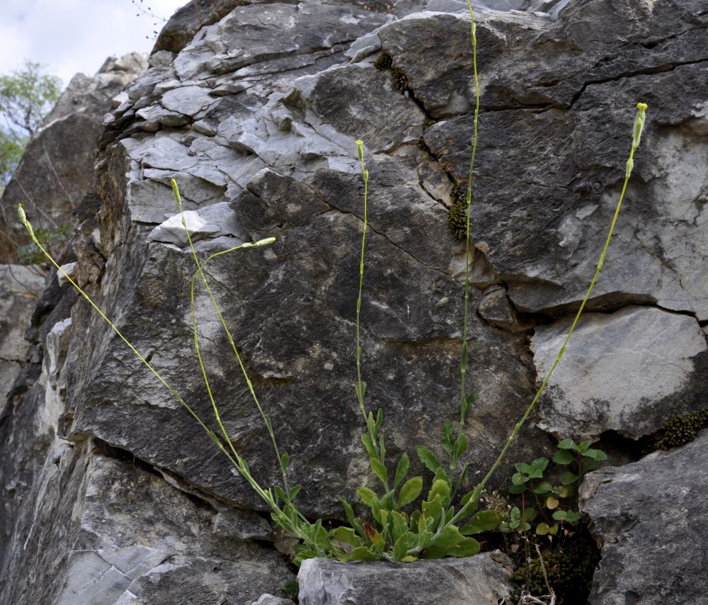 Image of Silene flavescens ssp. thessalonica specimen.