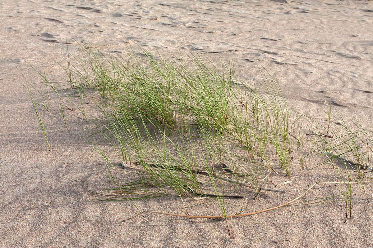 Изображение особи Festuca arenaria.