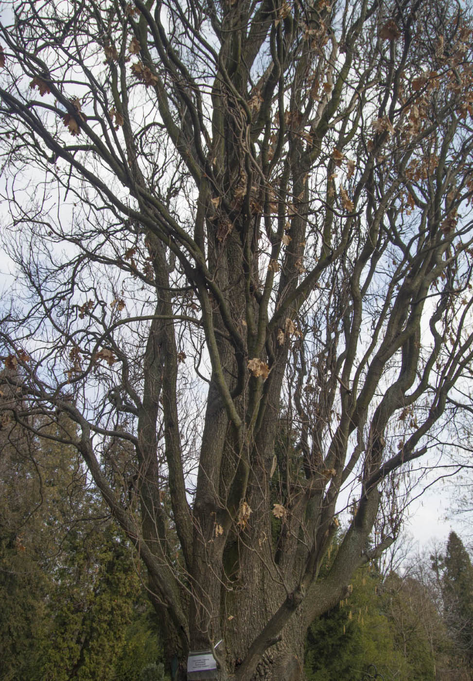 Image of Quercus robur specimen.