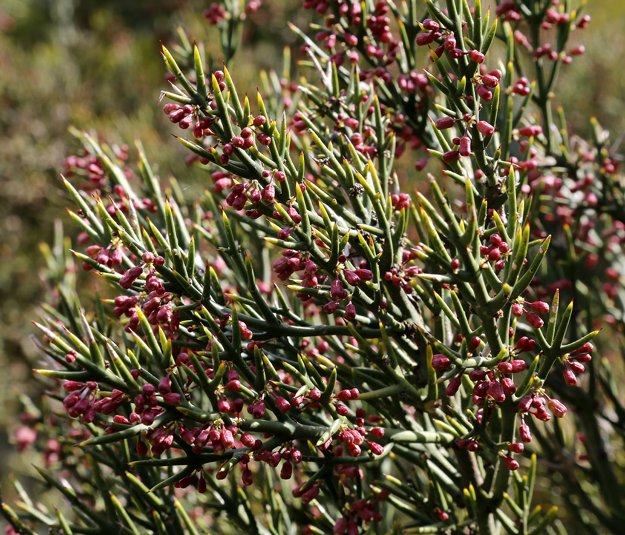 Image of Colletia spinosissima specimen.