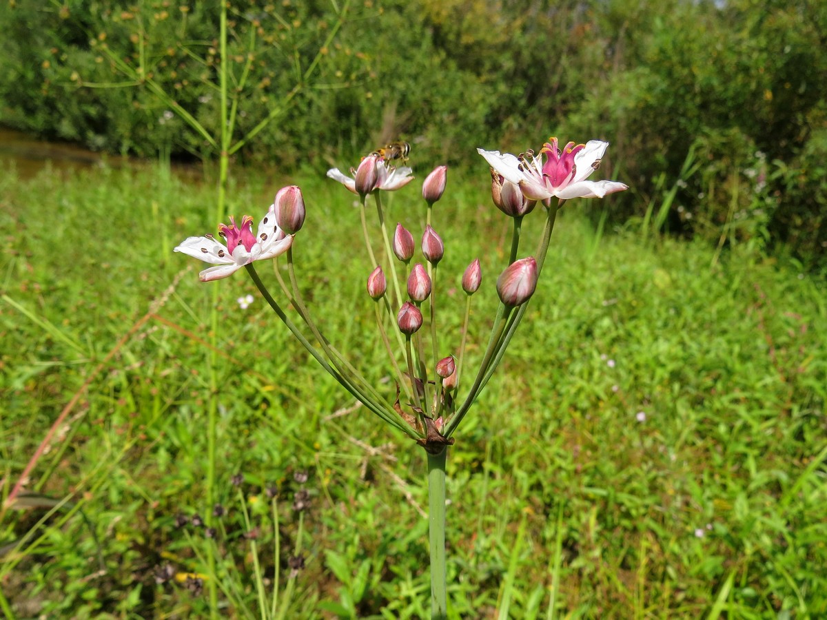 Изображение особи Butomus umbellatus.