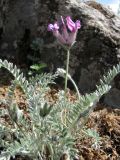 Oxytropis argentata ssp. brevidentata