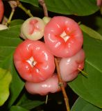 Syzygium aqueum