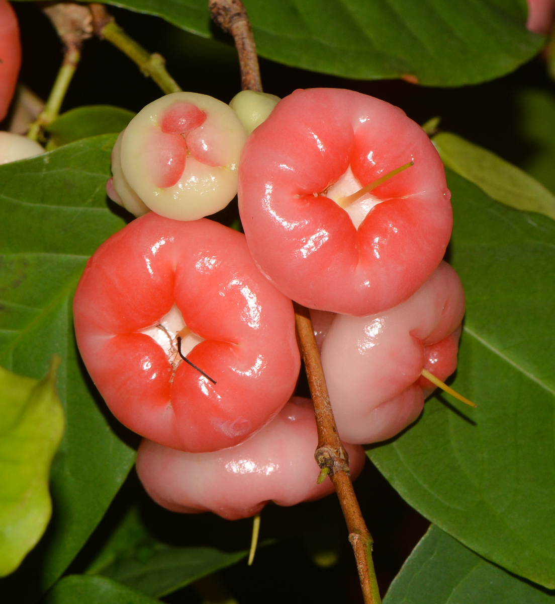 Экзотические группы. Сизигиум аквеум. Syzygium pseudofastigiatum. Водяное яблоко. Водяное яблоко растение.