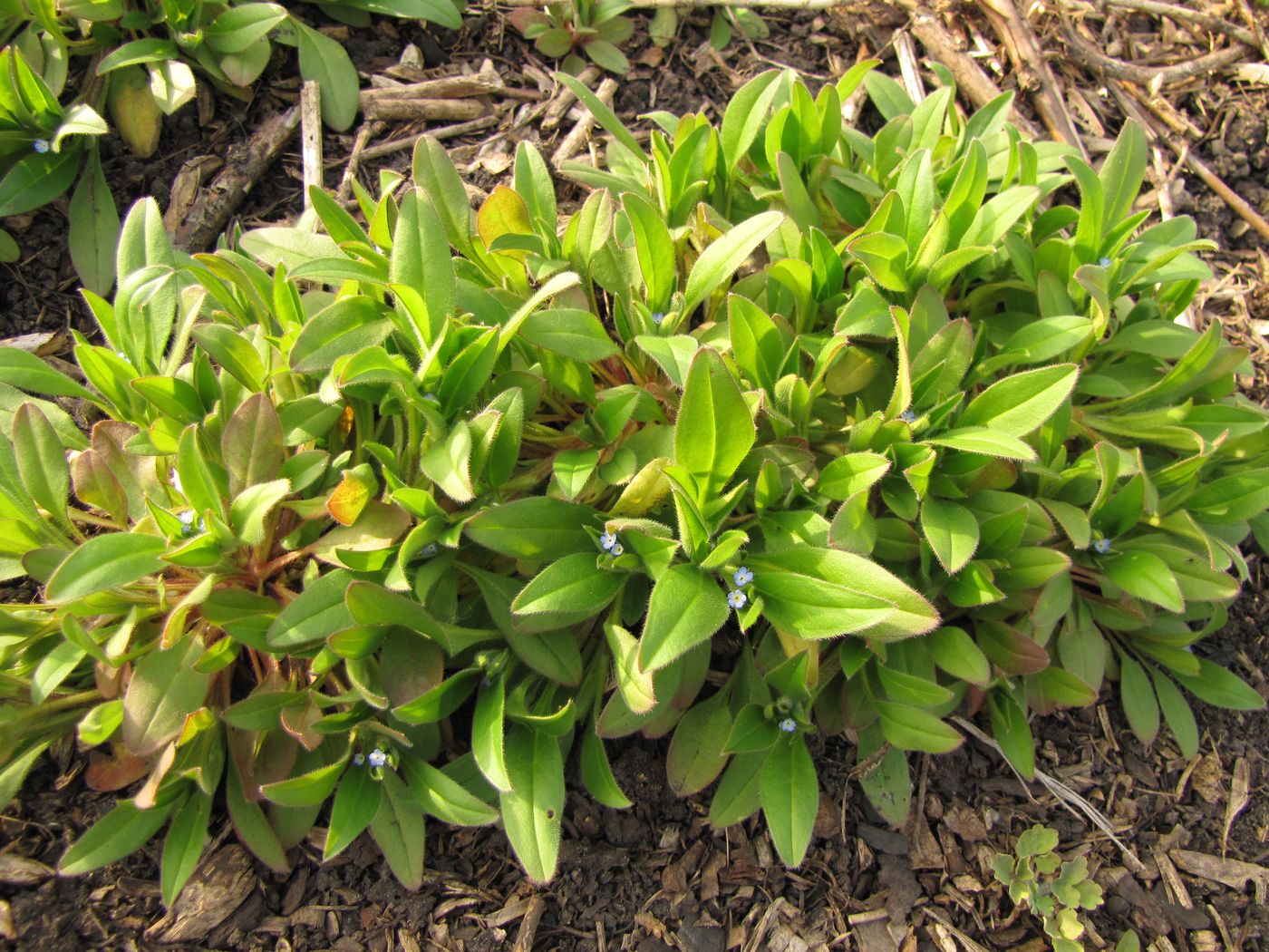 Image of Myosotis sparsiflora specimen.