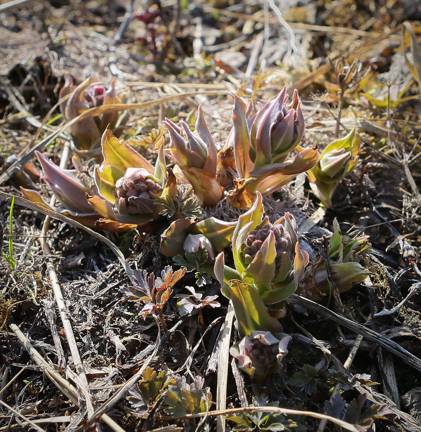 Изображение особи Pulmonaria mollis.