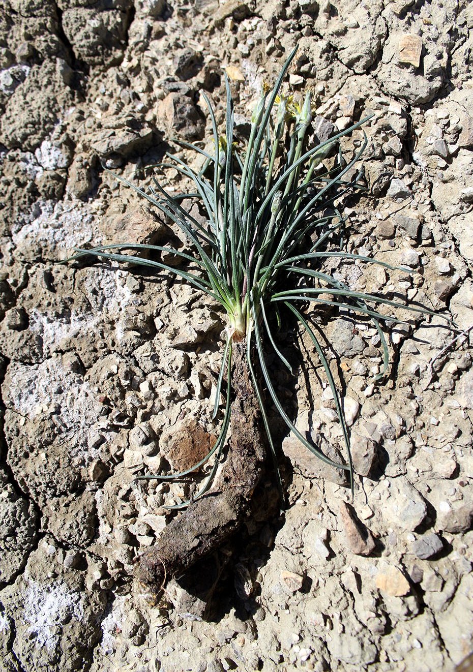 Image of genus Scorzonera specimen.