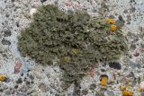 Phaeophyscia nigricans