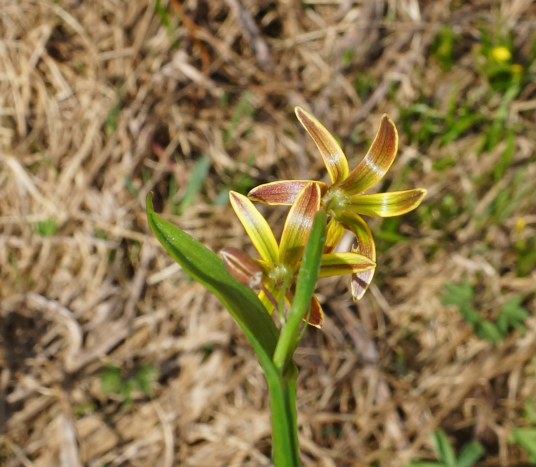 Image of genus Gagea specimen.