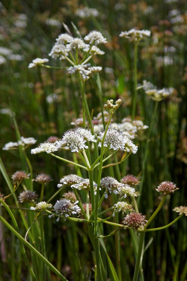 Image of Oenanthe silaifolia specimen.