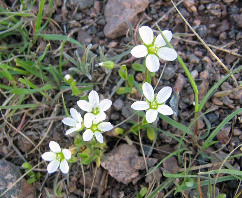 Image of Holosteum glutinosum specimen.
