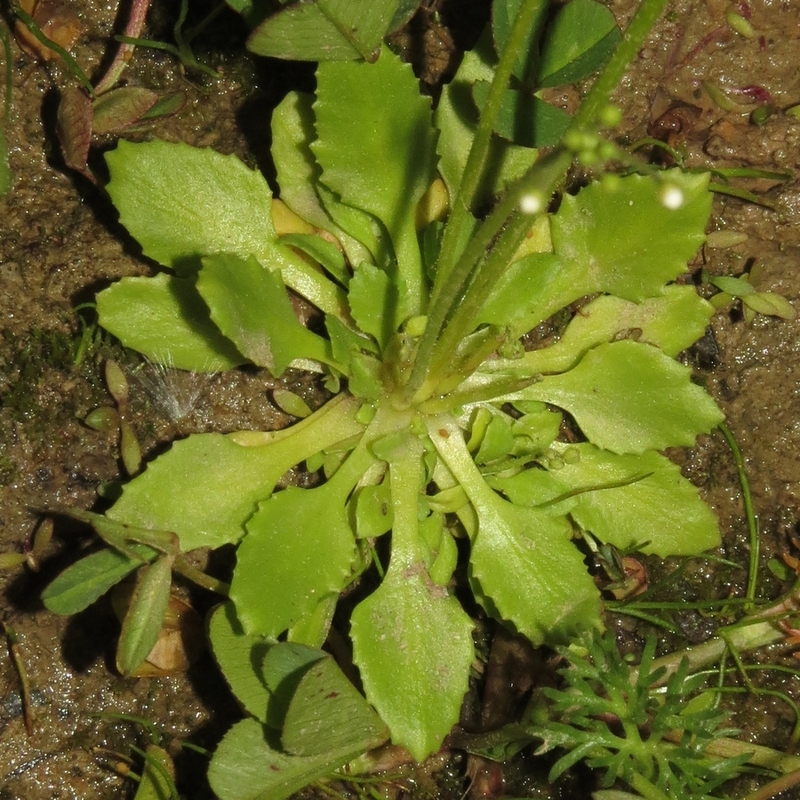 Image of Androsace filiformis specimen.