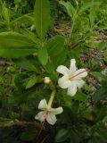 Rhododendron viscosum