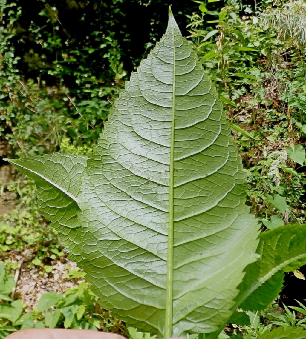 Image of Dipsacus pilosus specimen.