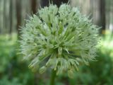 Allium victorialis