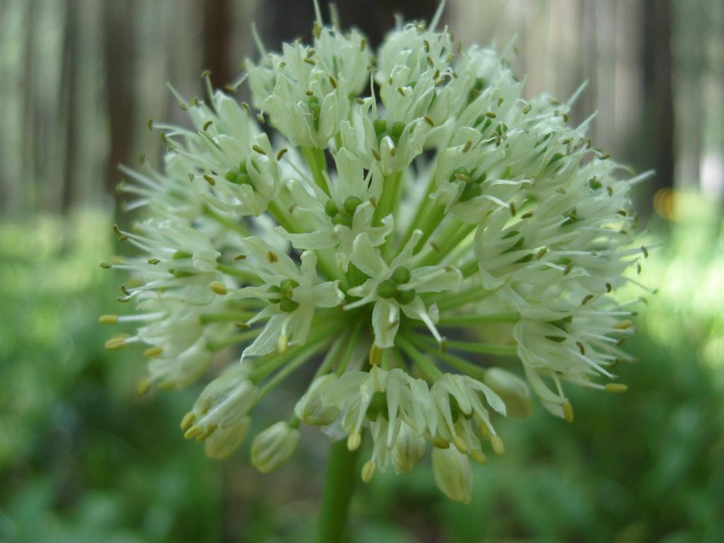 Image of Allium victorialis specimen.