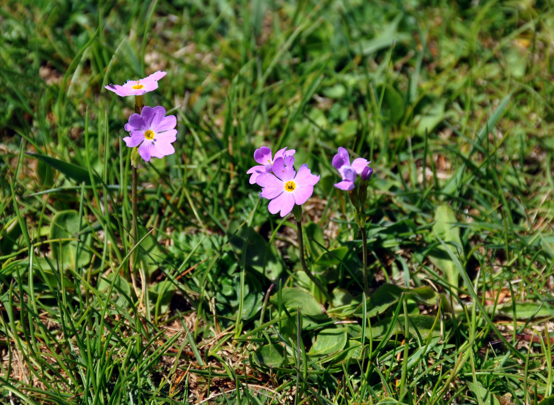 Image of Primula nutans specimen.