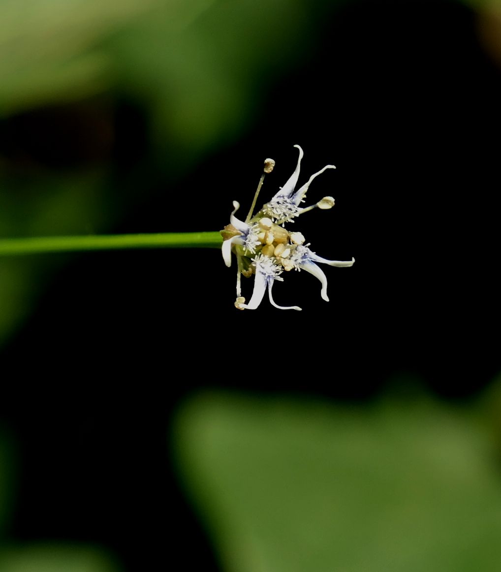 Image of Garidella nigellastrum specimen.