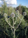 Echinops sphaerocephalus