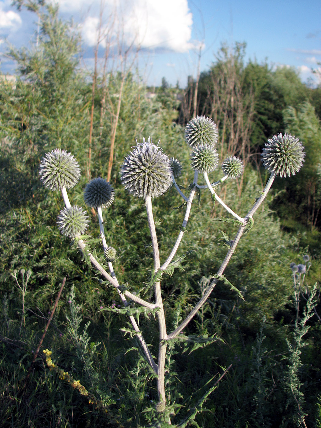 Image of Echinops sphaerocephalus specimen.