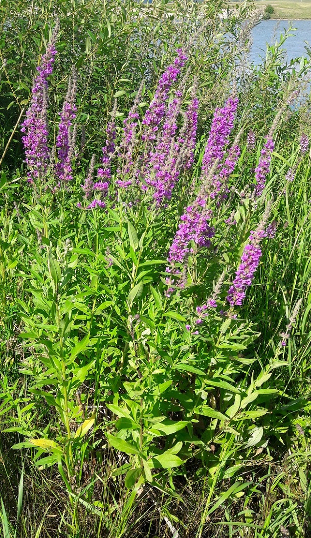 Image of Lythrum salicaria specimen.