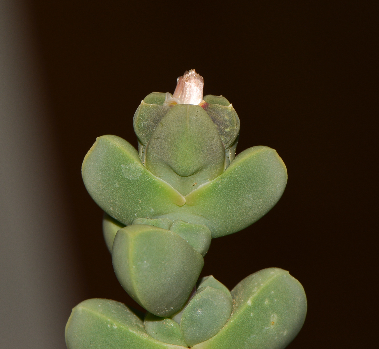 Image of Corpuscularia lehmannii specimen.