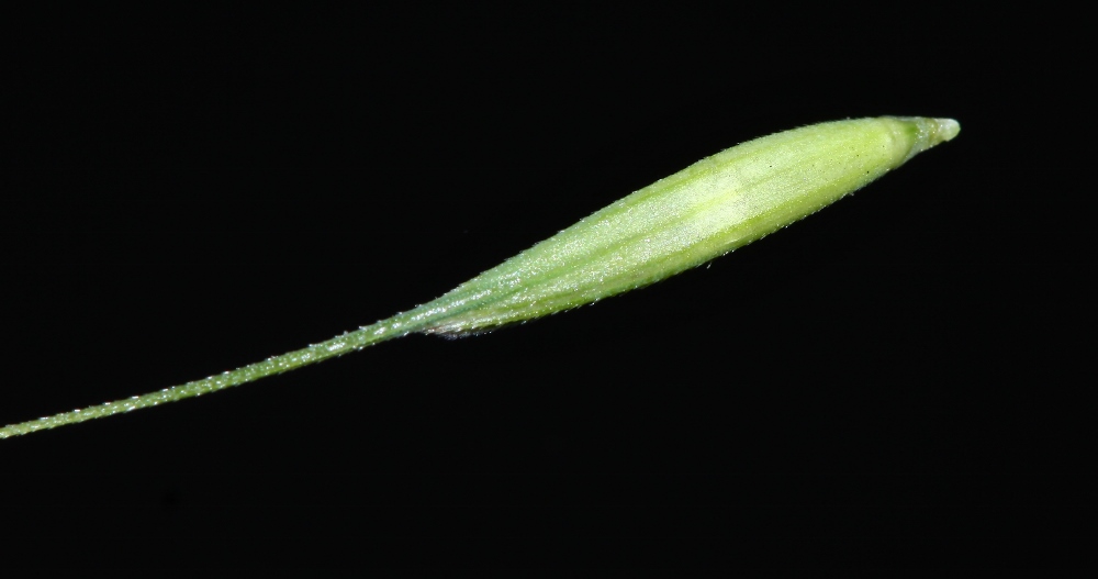 Image of Elymus woroschilowii specimen.