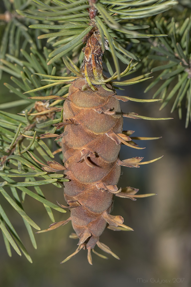 Изображение особи Pseudotsuga menziesii.