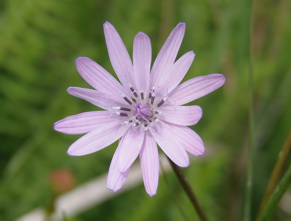 Image of Scorzonera purpurea specimen.